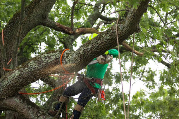 Best Tree Preservation Services  in USA